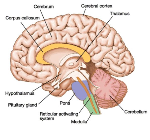 Railroad brain injury